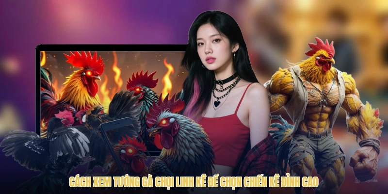 Cách Xem Tướng Gà Chọi Linh Kê Để Chọn Chiến Kê Đỉnh Cao