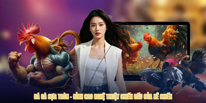 Đá Gà Cựa Tròn – Đỉnh Cao Nghệ Thuật Chiến Đấu Của Kê Chiến
