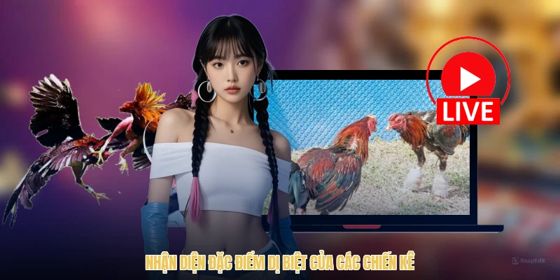 Nhận diện đặc điểm dị biệt của các chiến kê