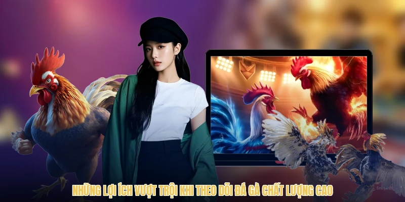 Những lợi ích vượt trội khi theo dõi đá gà chất lượng cao