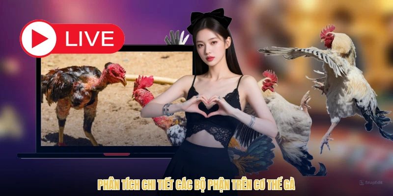 Phân tích chi tiết các bộ phận trên cơ thể gà