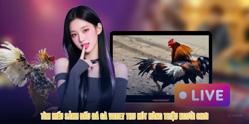 Tìm hiểu sảnh đấu đá gà VABET thu hút hàng triệu người chơi