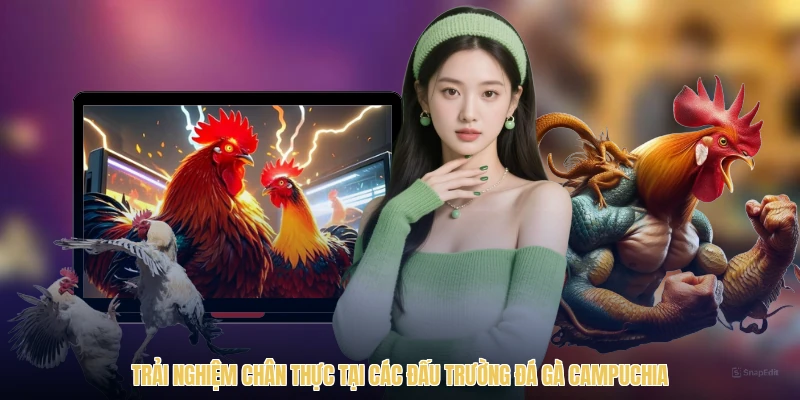 Trải nghiệm chân thực tại các đấu trường đá gà Campuchia