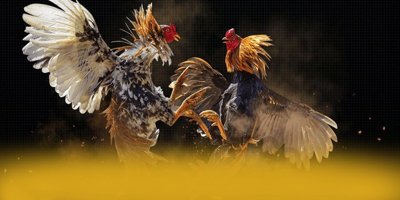 Nhận xét từ thành viên đã trải nghiệm về 8XBET