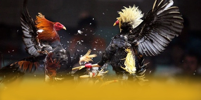 Hệ thống hỗ trợ người chơi tại 8XBET