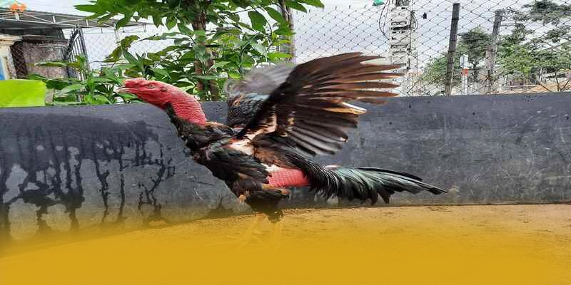 Trải nghiệm trên điện thoại di động cùng 8XBET