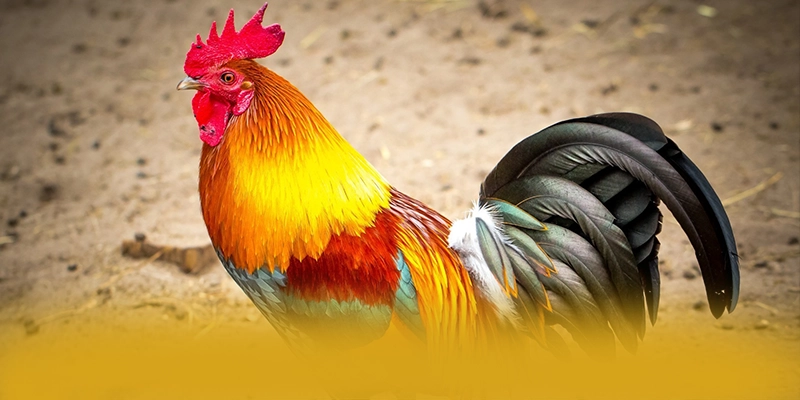 Cùng trải nghiệm SUNWIN - Nhà cái đẳng cấp trên thị trường Cùng trải nghiệm SUNWIN - Nhà cái đẳng cấp trên thị trường